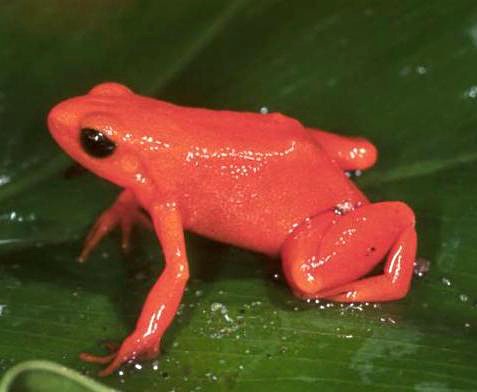 Mantella aurantica