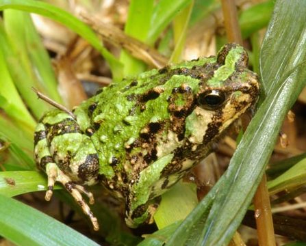 Scarphiophryne marmorata