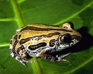 Kassina senegalensis