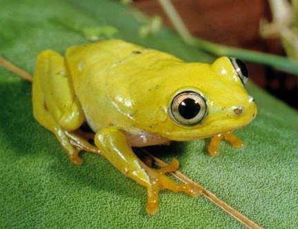 Heterixalus boettgeri