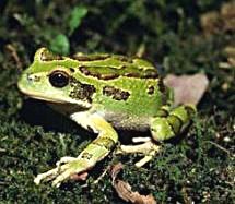 Gastrotheca marsupiata