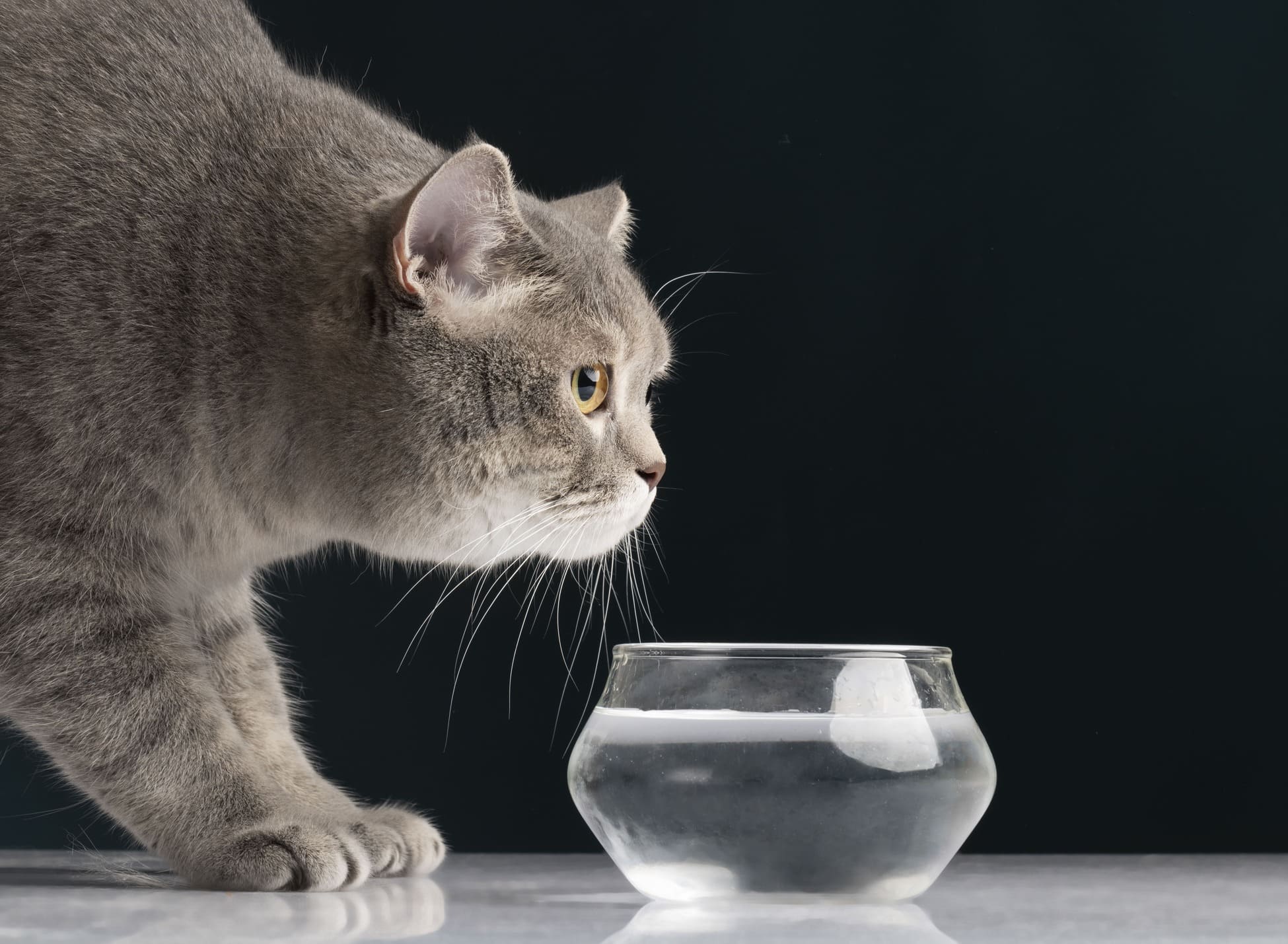 Кошачий водный баланс Кошачий водный баланс