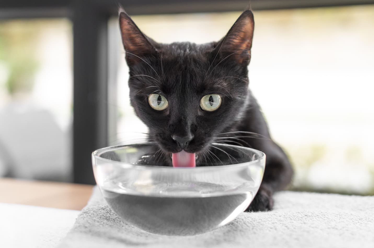 Кошачий водный баланс Кошачий водный баланс